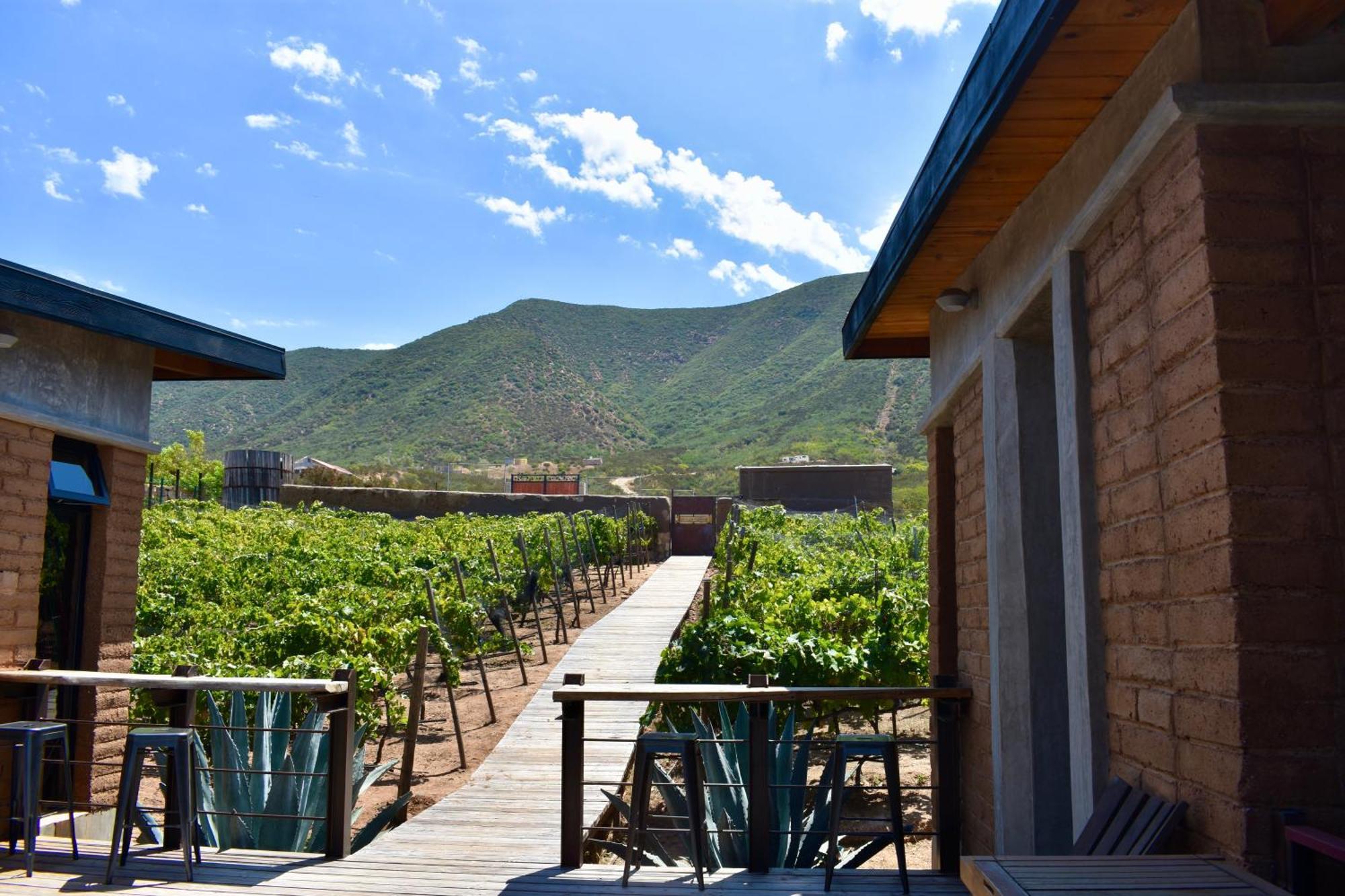 Bed and Breakfast Uvauva Eco-Retreat Valle de Guadalupe Zewnętrze zdjęcie