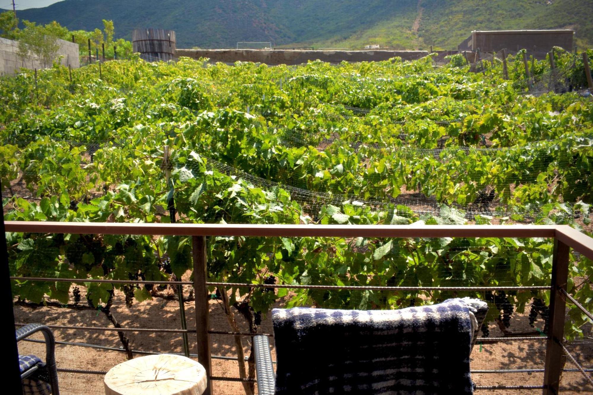 Bed and Breakfast Uvauva Eco-Retreat Valle de Guadalupe Zewnętrze zdjęcie