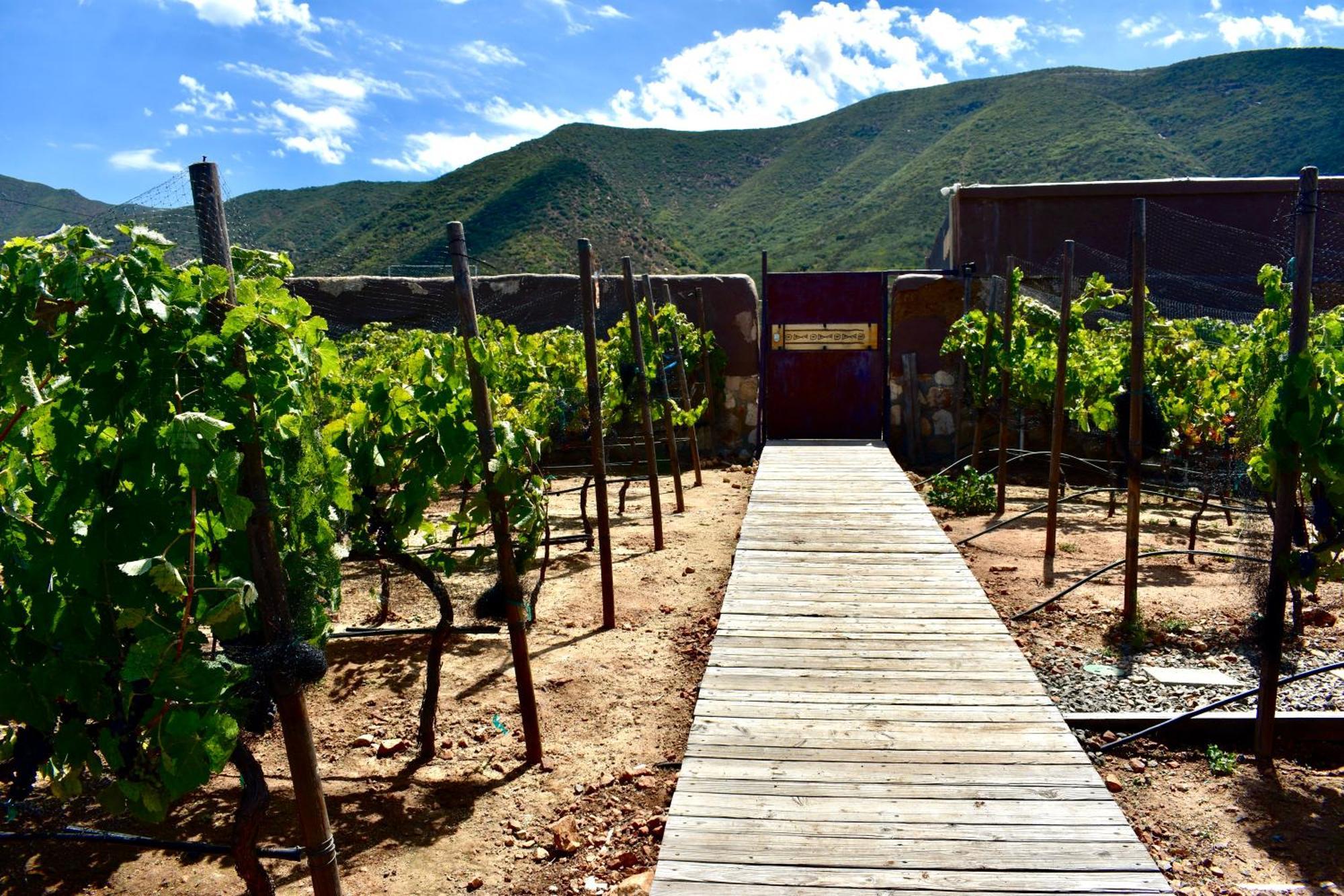 Bed and Breakfast Uvauva Eco-Retreat Valle de Guadalupe Zewnętrze zdjęcie