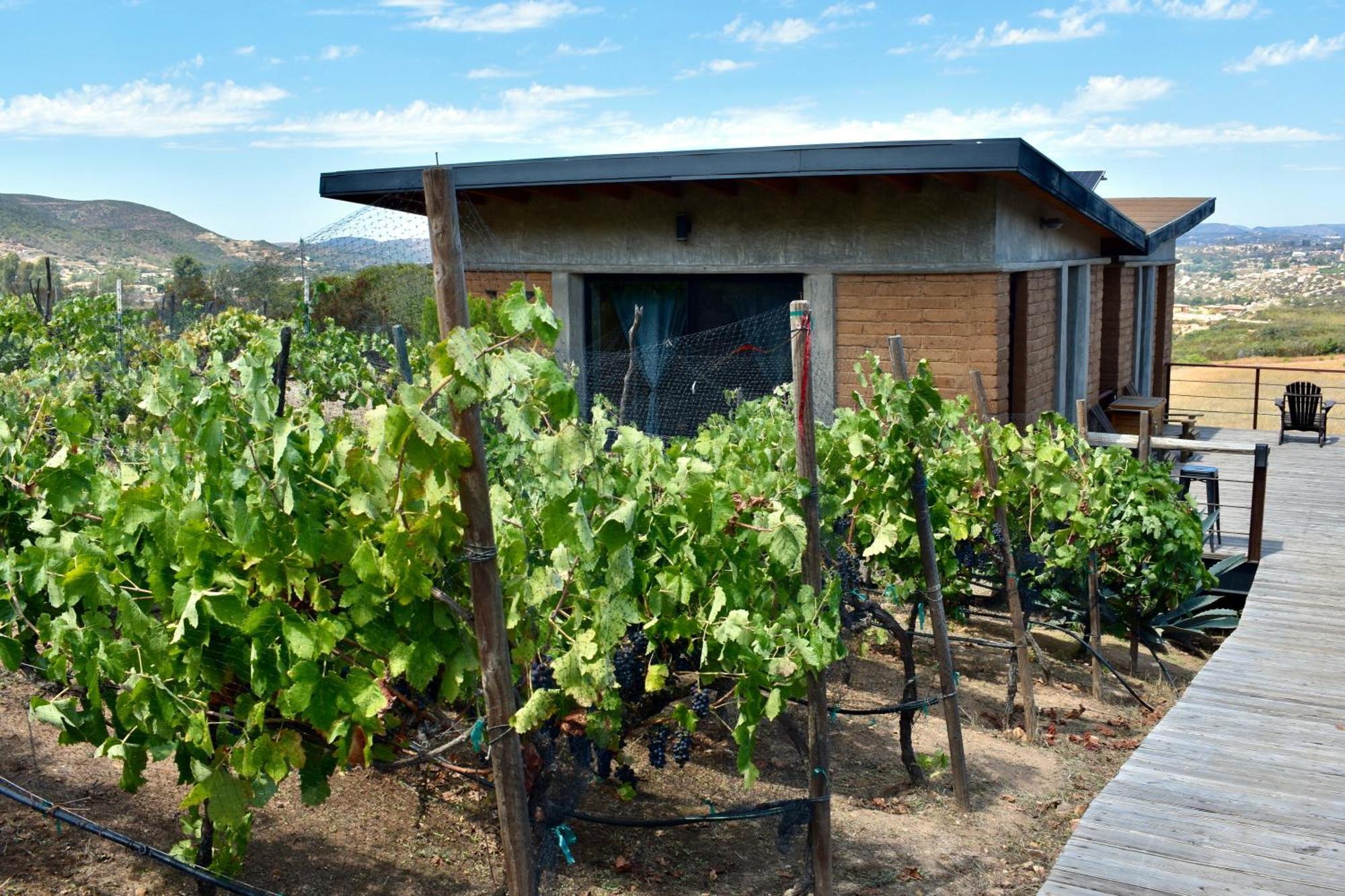 Bed and Breakfast Uvauva Eco-Retreat Valle de Guadalupe Zewnętrze zdjęcie